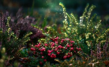 Czy żurawina jest dobra na nietrzymanie moczu?