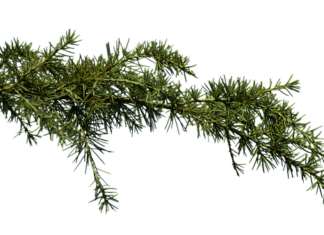 Co zrobić gdy mam zatkane ucho od kataru?