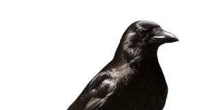 Ile zwolnienia po TVT?